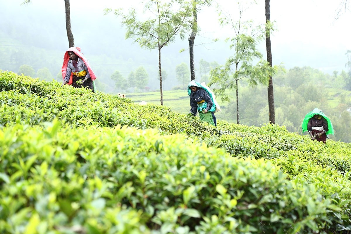 Mannovarai Tea Estate