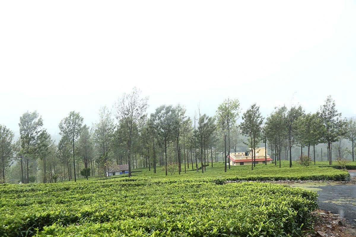 Mannovarai Tea Estate
