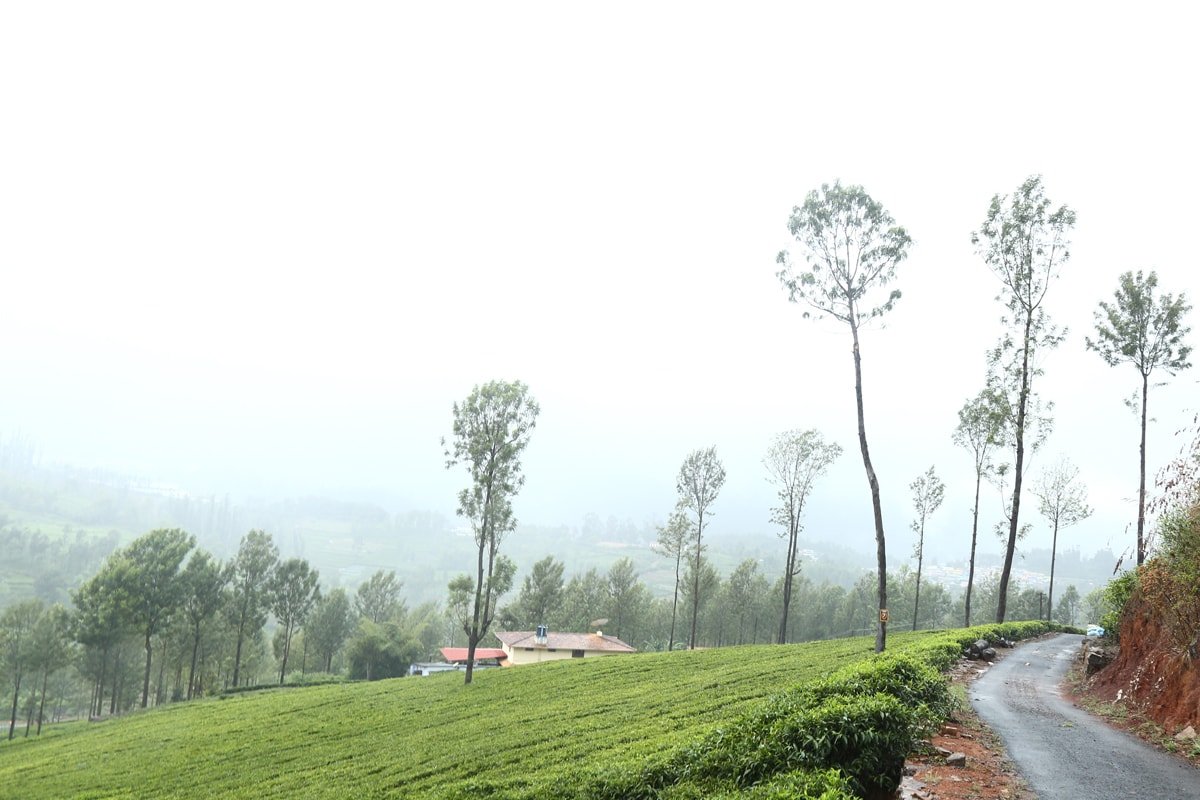 Mannovarai Tea Estate